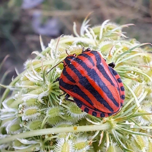 Graphosoma italicum - csíkos pajzsospoloska