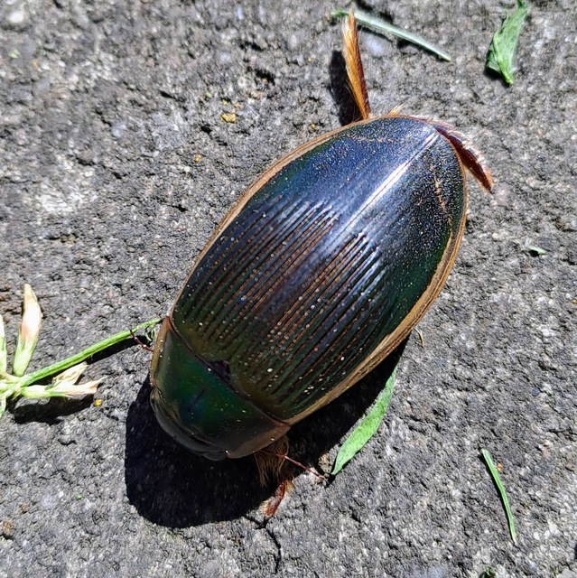 Dytiscus dimidiatus - tompacsípős csíkbogár