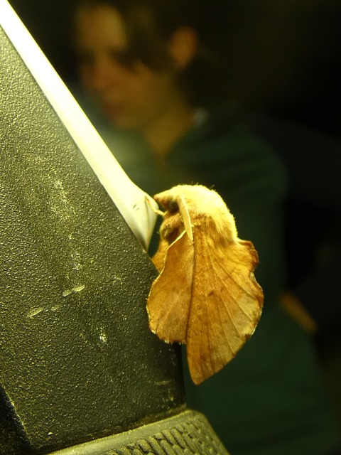 Phyllodesma tremulifolia - nyárlevélpohók