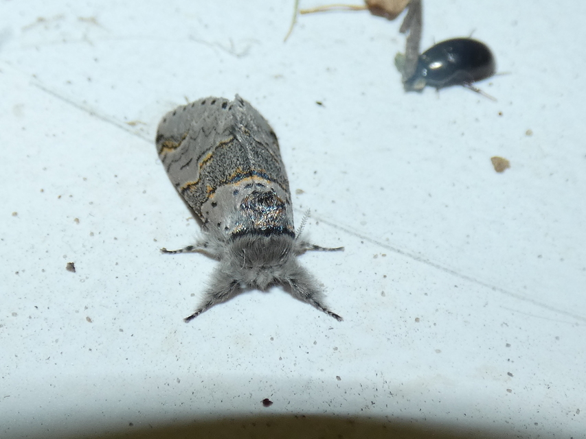 Furcula furcula - szürke púposszövő