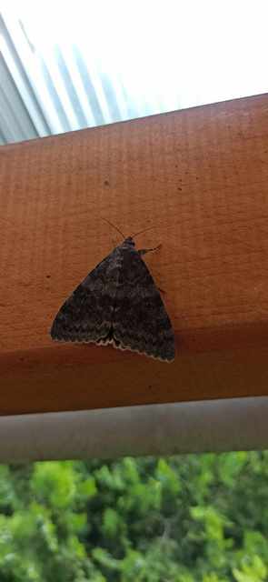 Catocala elocata - közönséges övesbagoly