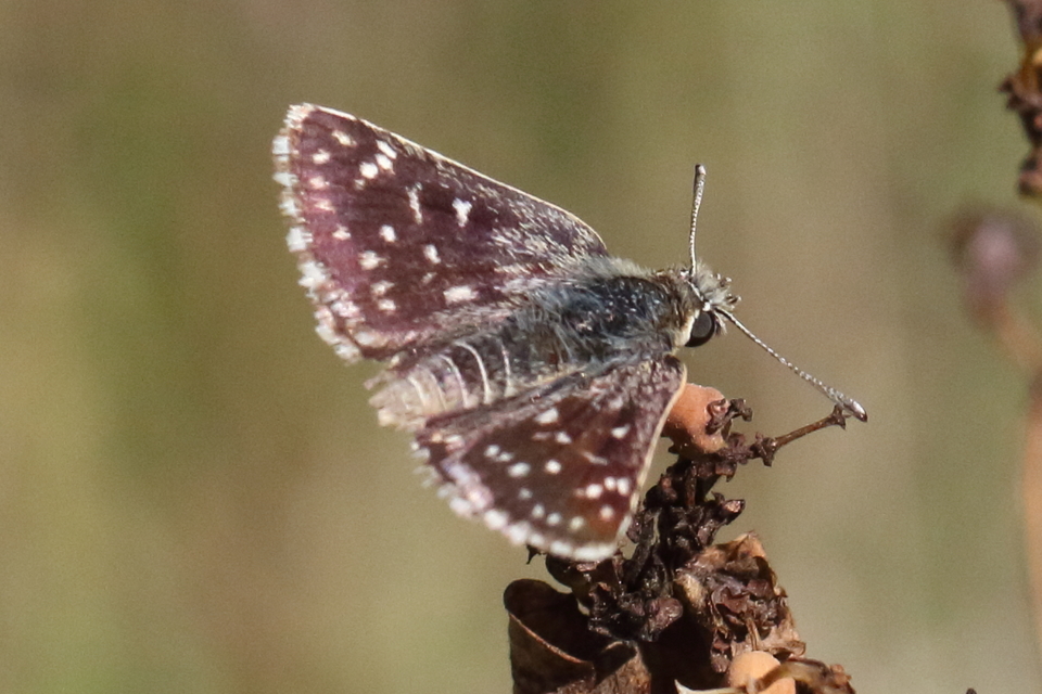 Spialia orbifer - törpe busalepke