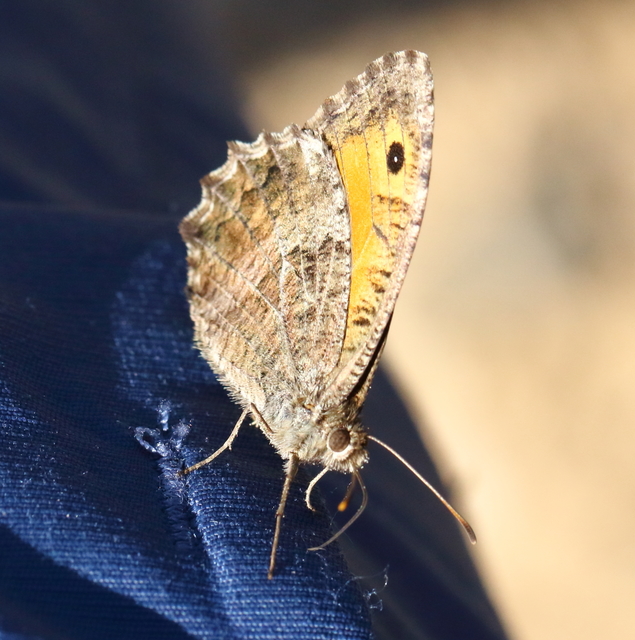 Arethusana arethusa - közönséges szemeslepke