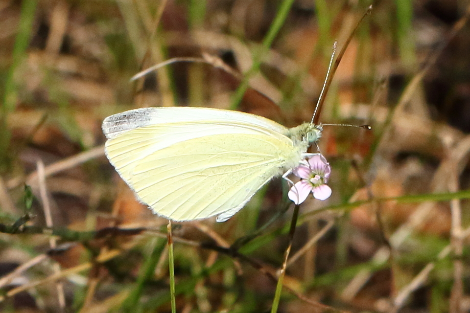 Pieris ergane - sziklai fehérlepke