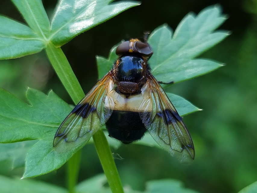 Volucella pellucens - üvegpotrohú pihelégy