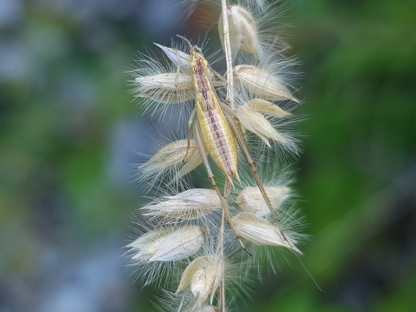 Oecanthus pellucens - pirregőtücsök