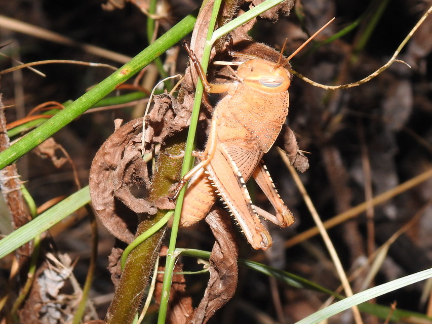 Anacridium aegyptium - egyiptomi sáska