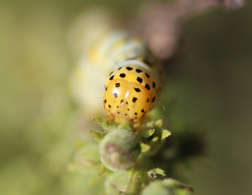 szalmasárga csuklyásbagoly - Shargacucullia lychnitis