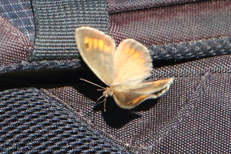 Arethusana arethusa - közönséges szemeslepke