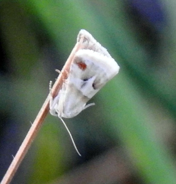 Eublemma