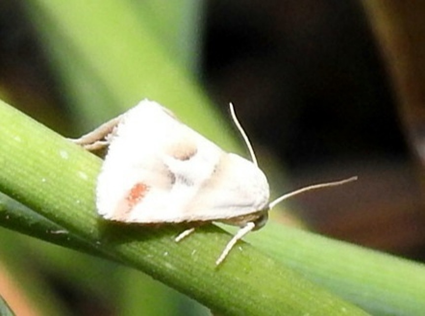 Eublemma candidana