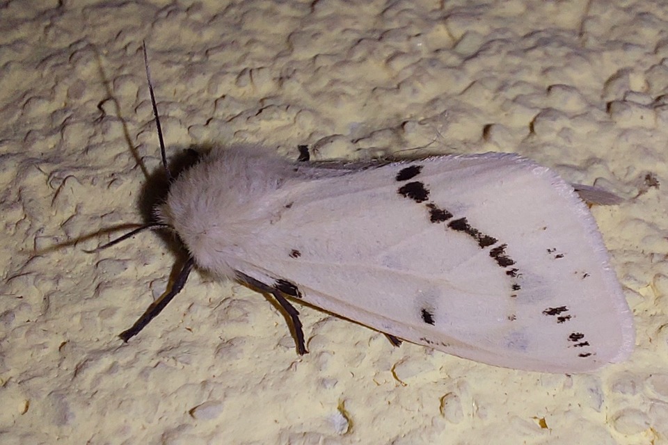 sárgás medvelepke - Spilarctia lutea
