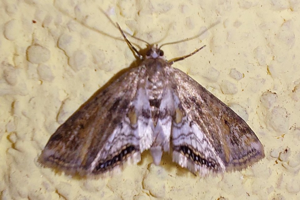 Cataclysta lemnata - békalencsemoly