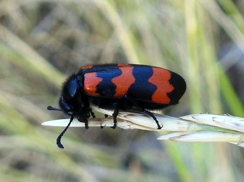 Mylabris variabilis - szalagos hólyaghúzó