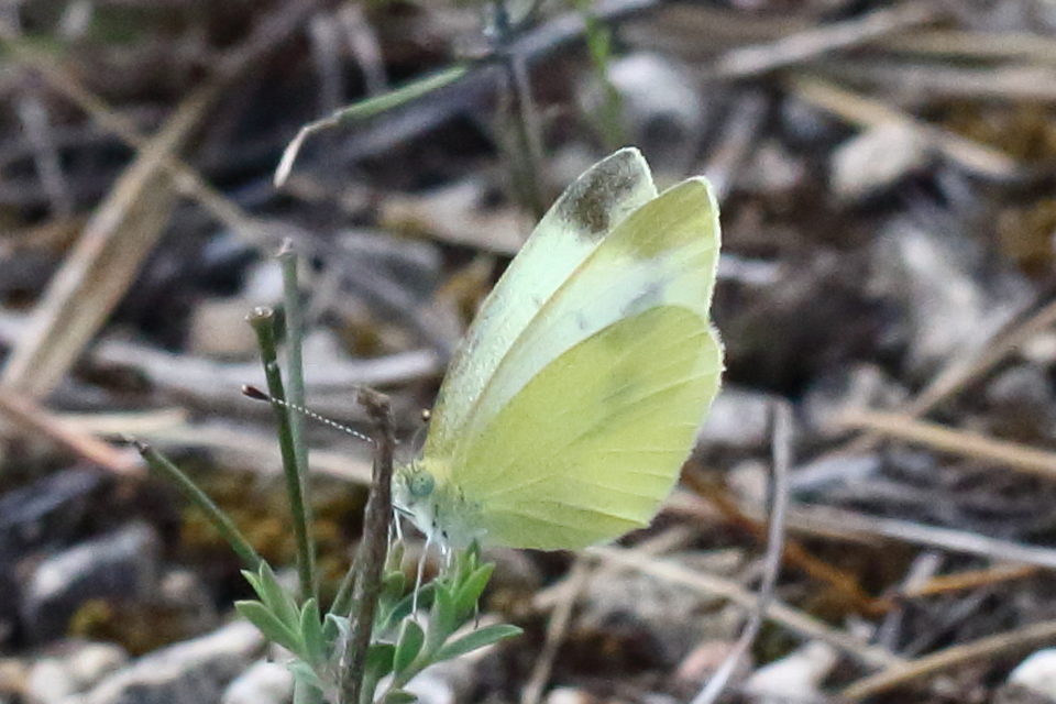 Pieris ergane - sziklai fehérlepke