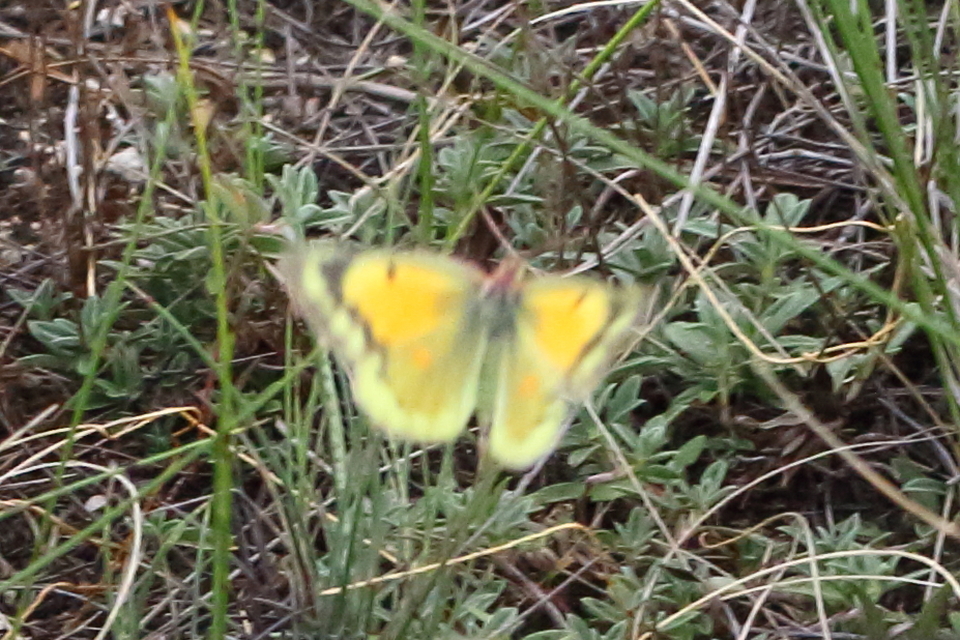Colias chrysotheme - dolomit-kéneslepke