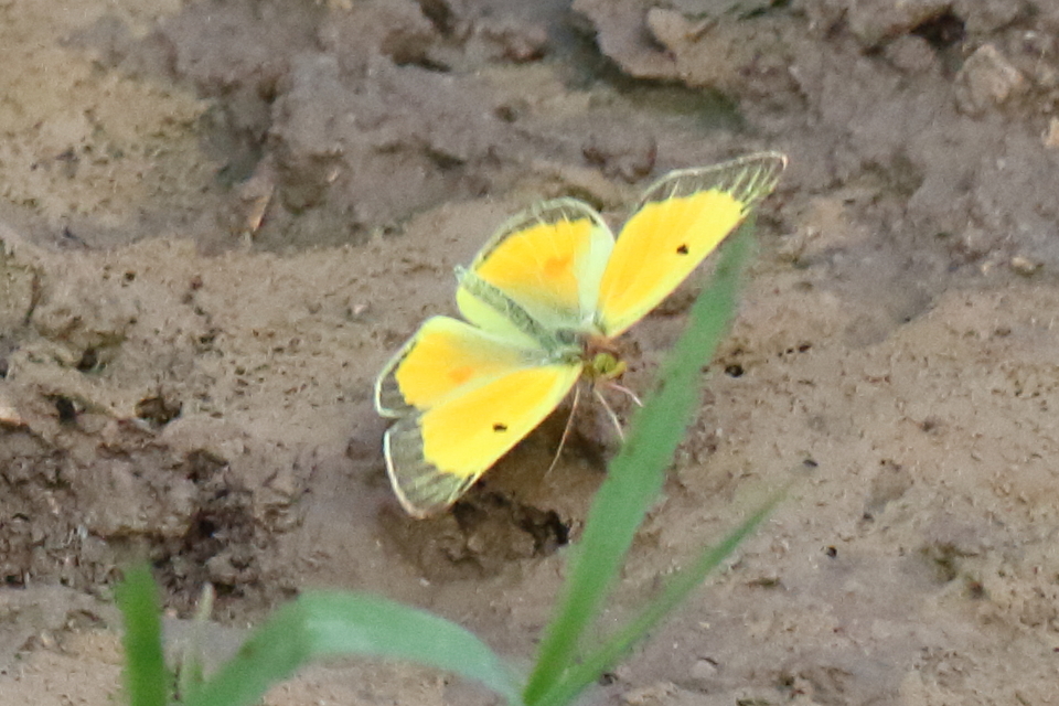 Colias chrysotheme - dolomit-kéneslepke
