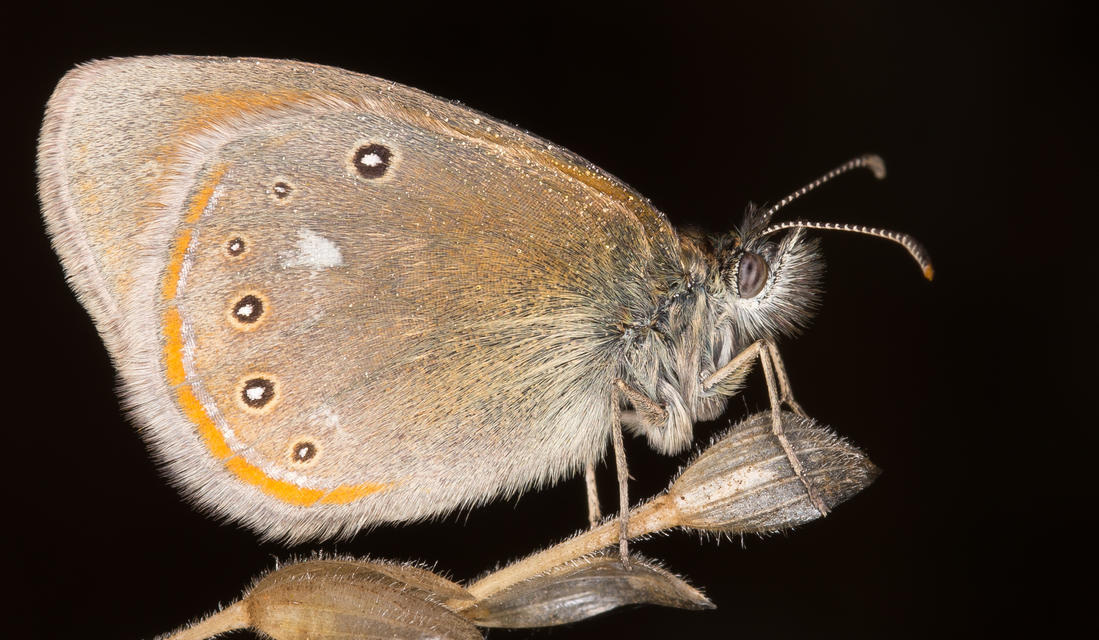 Coenonympha glycerion - közönséges szénalepke