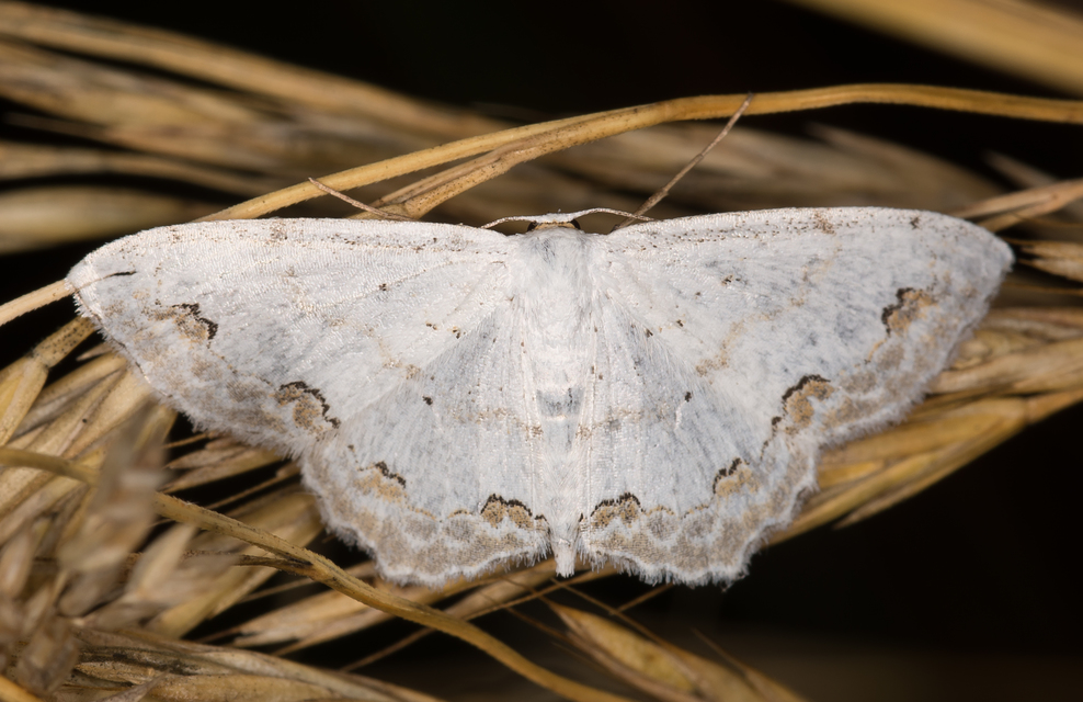Scopula ornata - díszes fehéraraszoló