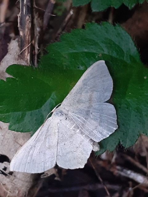 feketepettyes araszoló - Scopula nigropunctata