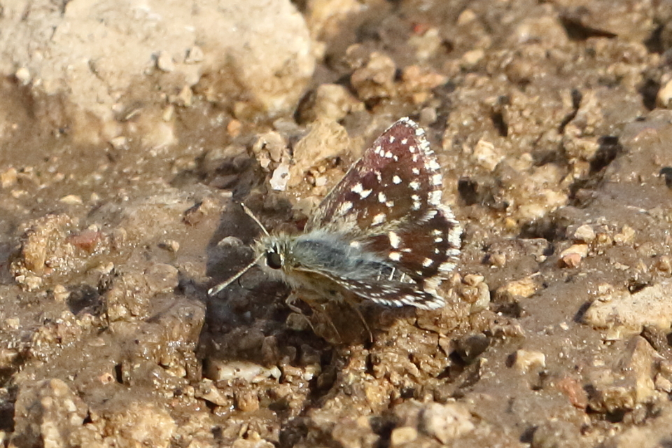 Spialia orbifer - törpe busalepke