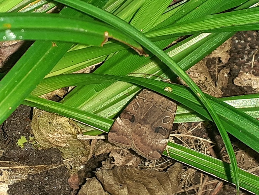 köztes sárgafűbagoly - Noctua interposita