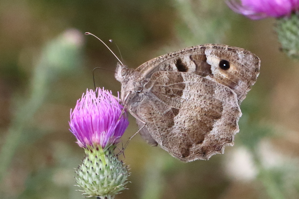 Chazara briseis - tarka szemeslepke