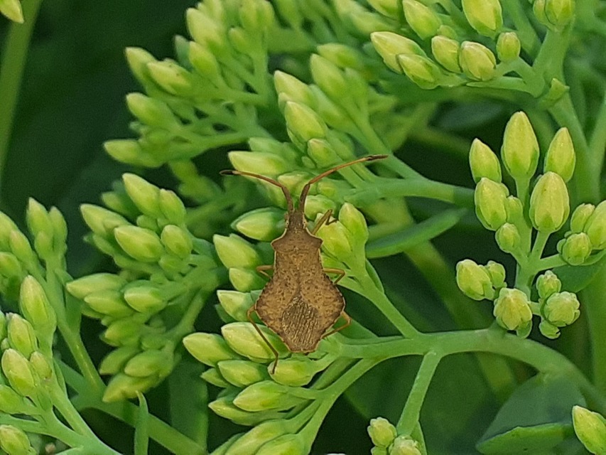 Syromastus rhombeus - vitorlás karimáspoloska