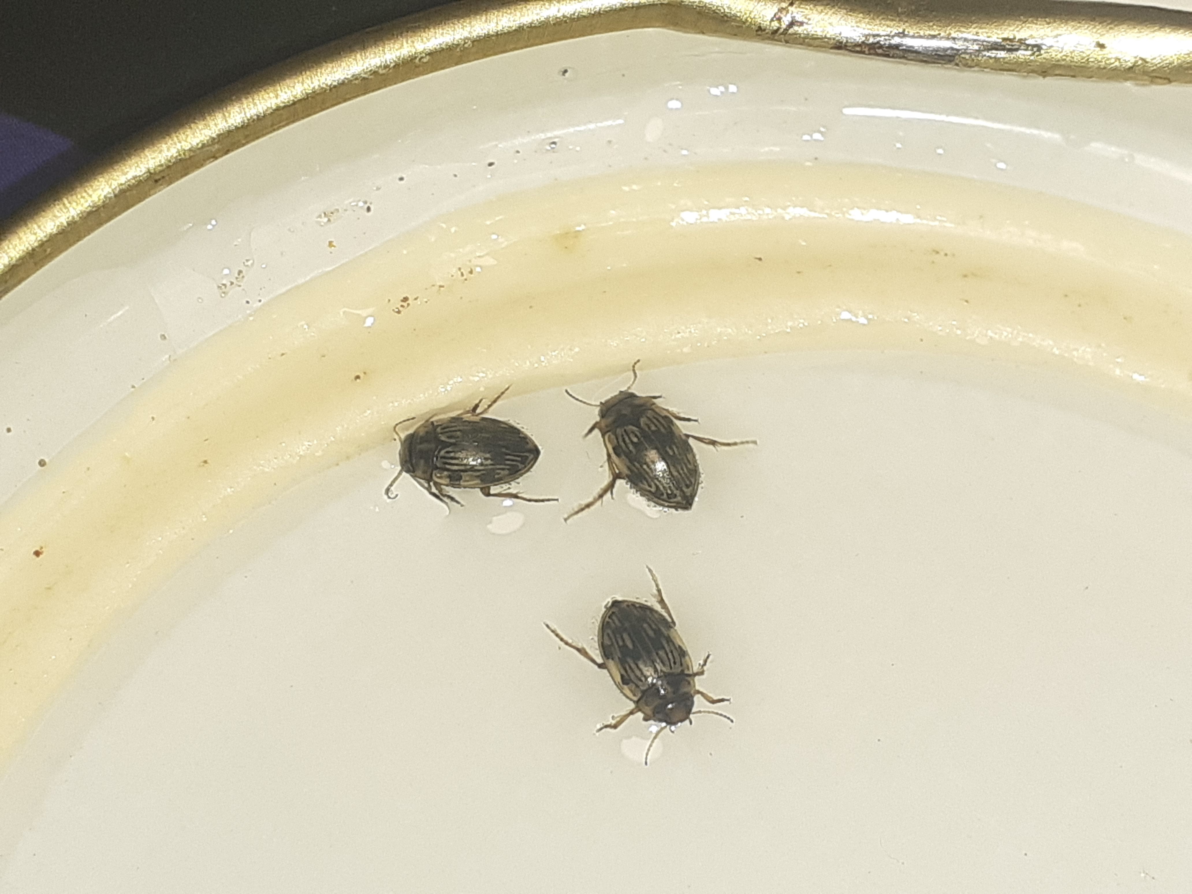 Scarodytes halensis - zebracsíkbogár