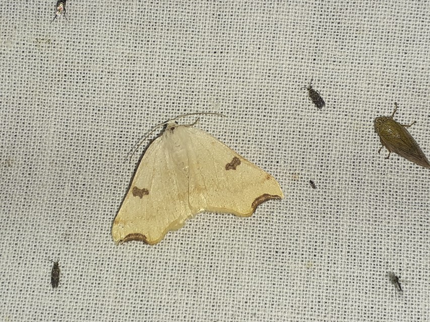 fehér fűzfaaraszoló - Eilicrinia cordiaria