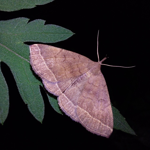 tollascsápú karcsúbagoly - Pechipogo plumigeralis