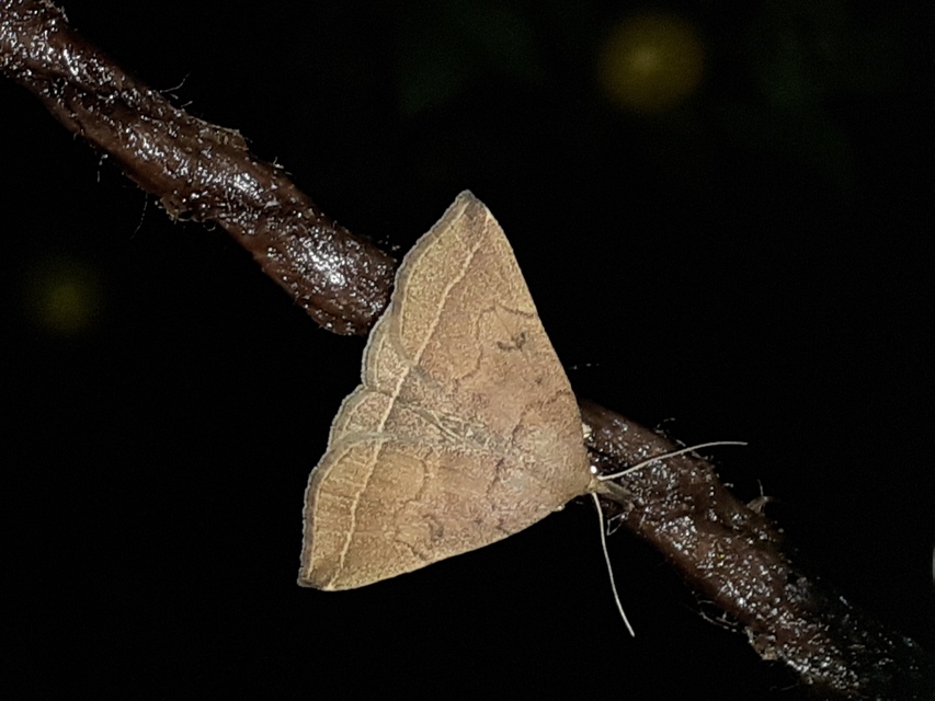Pechipogo plumigeralis - tollascsápú karcsúbagoly