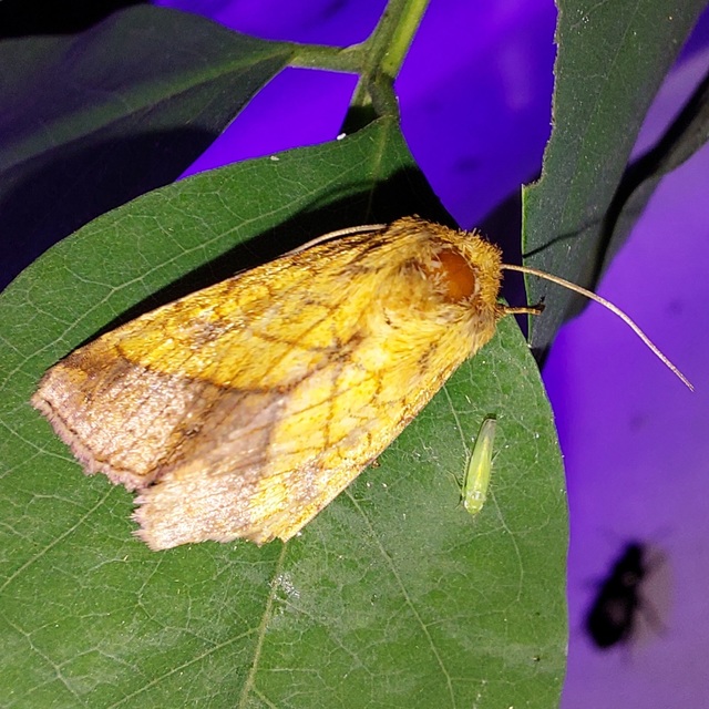 iglicebagoly - Pyrrhia umbra