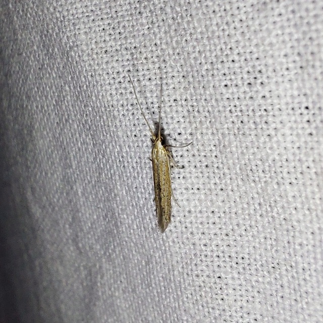 Coleophora