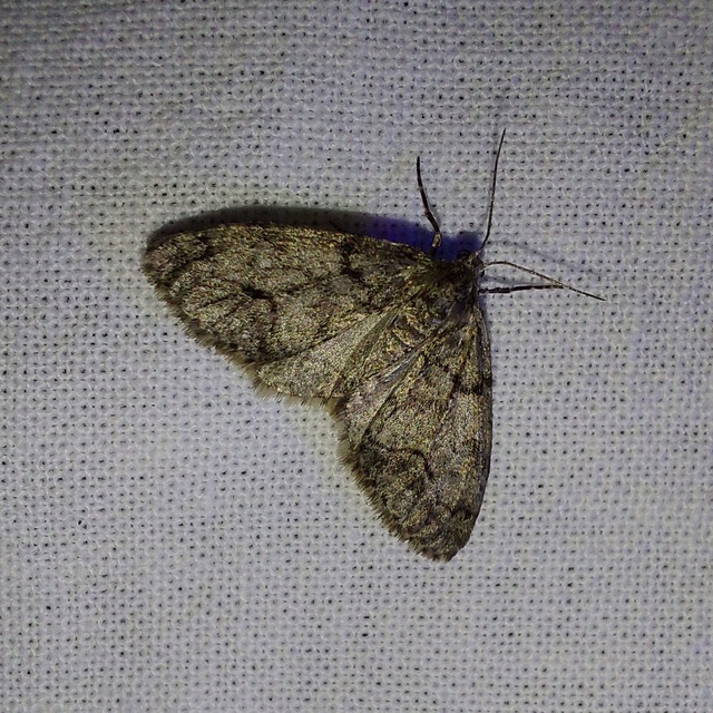 Tephronia sepiaria/Eumannia lepraria