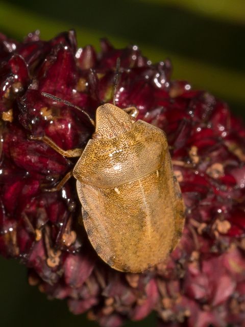 Eurygaster Eurygaster
