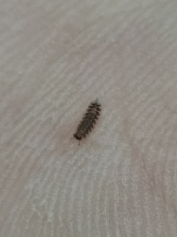 Polyxenus lagurus Polyxenus lagurus