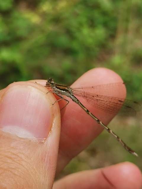 Sympecma fusca - téli rablószitakötő