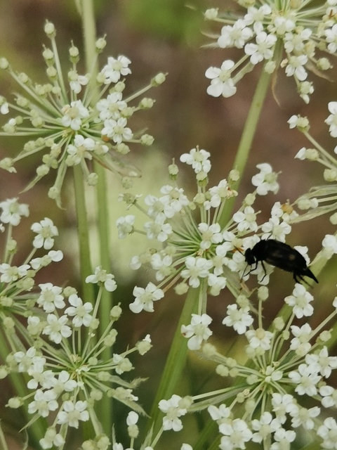 Mordellidae - marókafélék