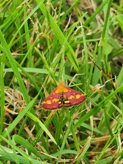 Pyrausta purpuralis - közönséges bíbormoly