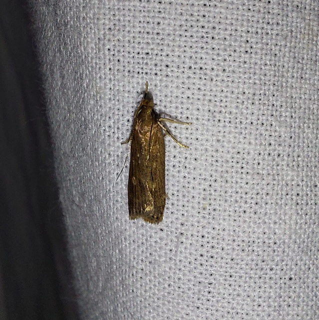 Helcystogramma