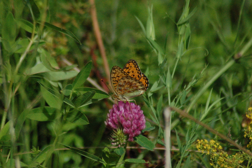 Argynnis aglaja - kerekfoltú gyöngyházlepke