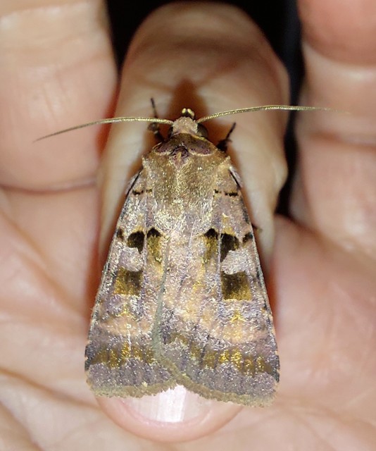 rombuszos fűbagoly - Xestia stigmatica