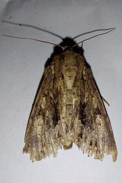 Apamea monoglypha - nagy dudvabagoly