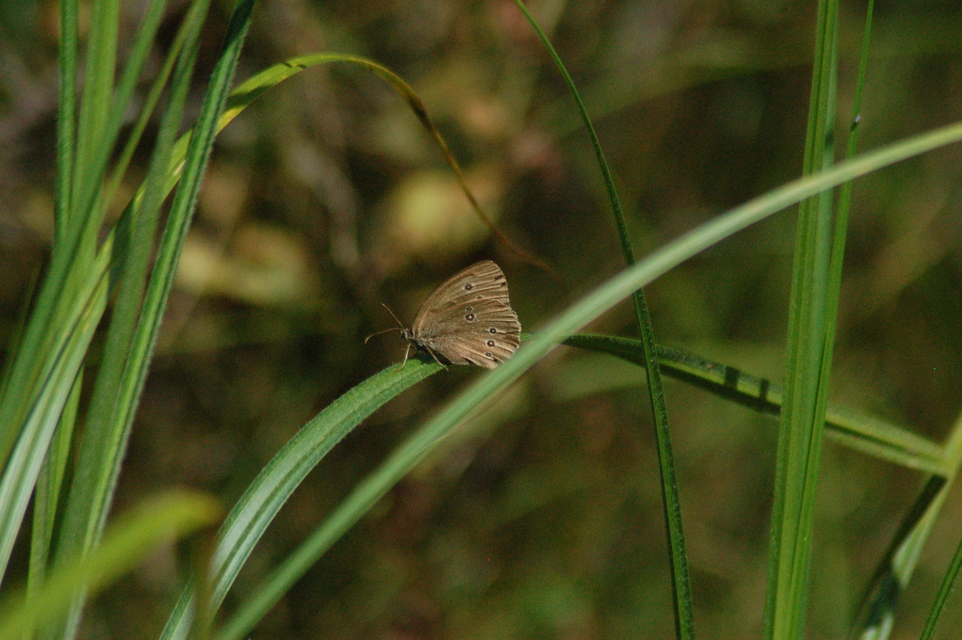 Aphantopus hyperanthus - közönséges ökörszemlepke