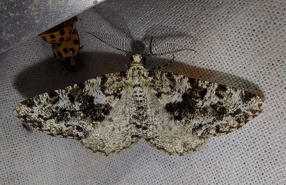 Fagivorina arenaria - bükkfaaraszoló
