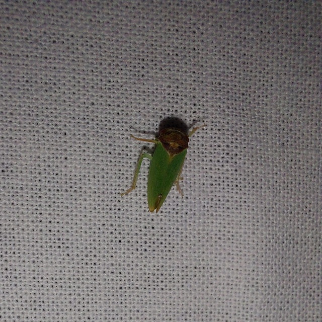 Iassus