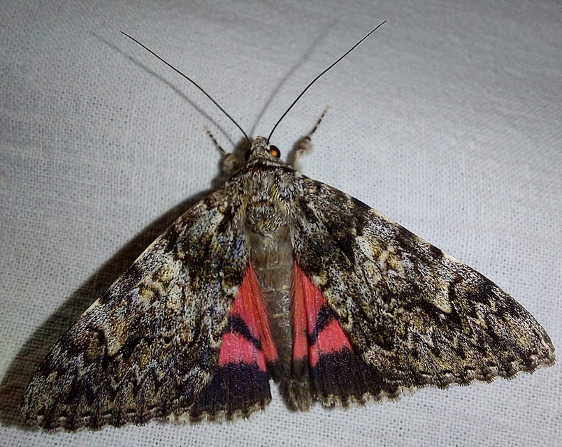 Catocala promissa - kis tölgyfa-övesbagoly