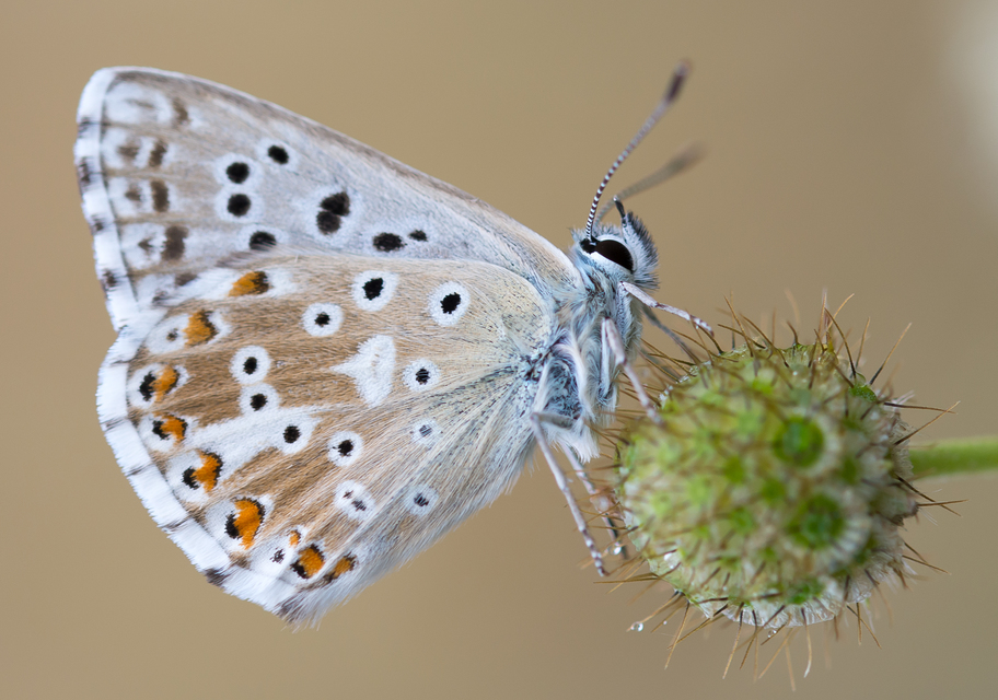 Polyommatus coridon - ezüstkék boglárka