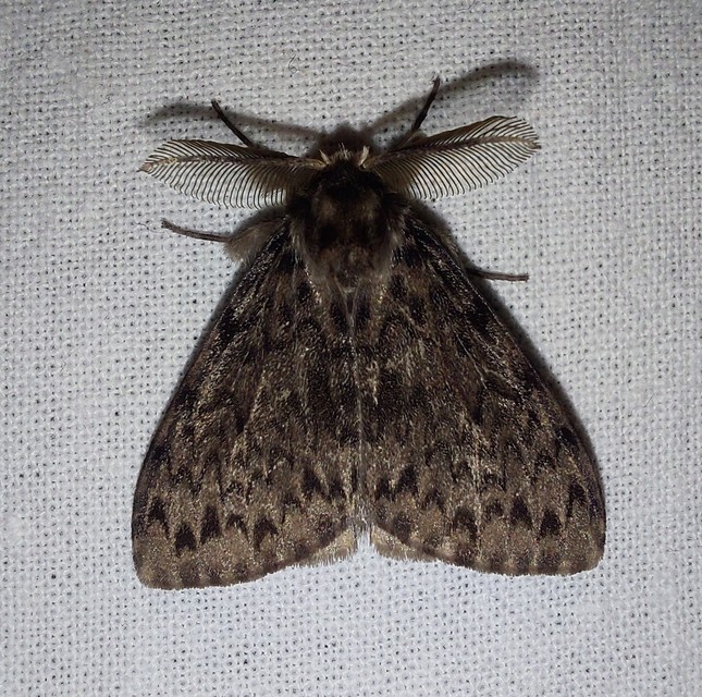 Lymantria monacha - apácalepke